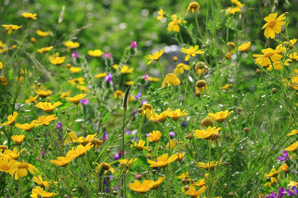 istock Morning Meadow Flowers 1297905893