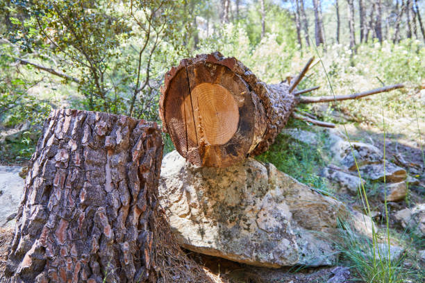 pine tree trunk cut with rings in sight in forest