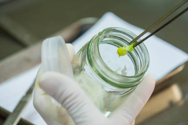 istock plant tissue culture in the laboratory 1297906995