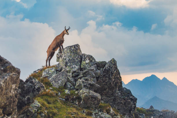 горный козел на высокой скалистой горной вершине. - tatry стоковые фото и изображения