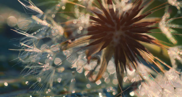 istock Soft focus of Dandelion seeds 1297908971