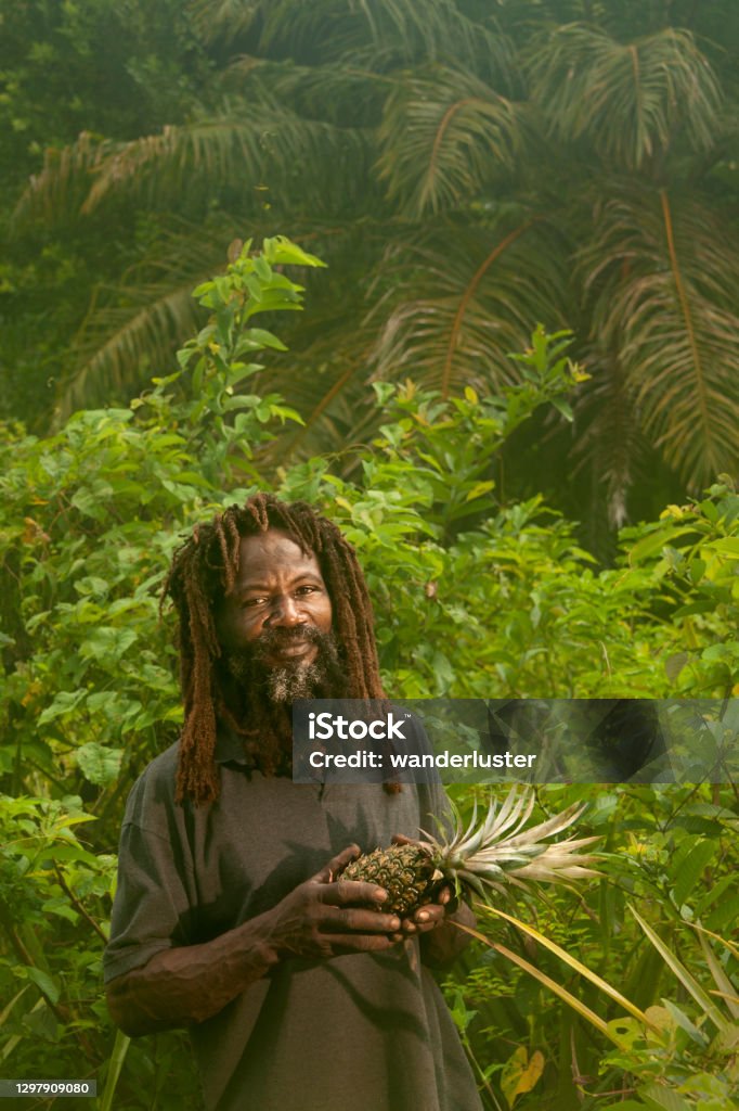 Pineapple farmer Model released man in dreadlocks, a pineapple farmer on his farm, White River, Delices, Dominica, West French Indies, Caribbean, Central America Caribbean Stock Photo
