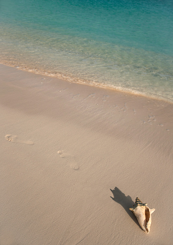 Conch shell on Grace Bay Beach, Providenciales, Turks & Caicos Islands