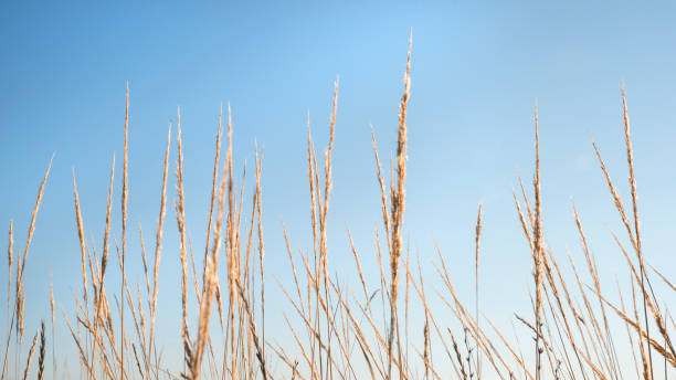 istock Yellow grasses and blue sky. Minimal. 1297909287