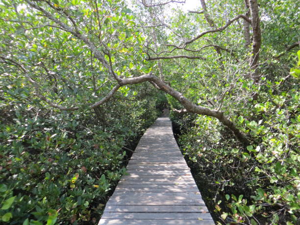 istock Mangrove Forest in Denpasar Bali 1297909369
