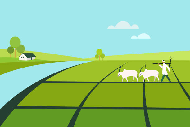 illustrations, cliparts, dessins animés et icônes de fermier retenant une charrue marche avec une paire de bœufs par le domaine agricole - agriculture farm people plow