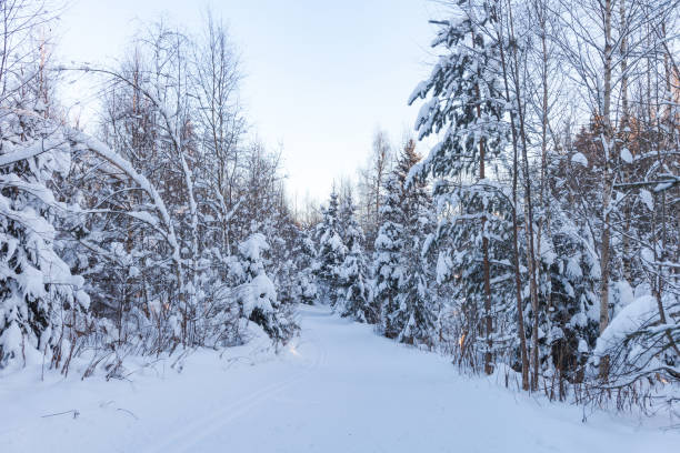 istock Ski track in a winter snowy forest. Russia 1297910447