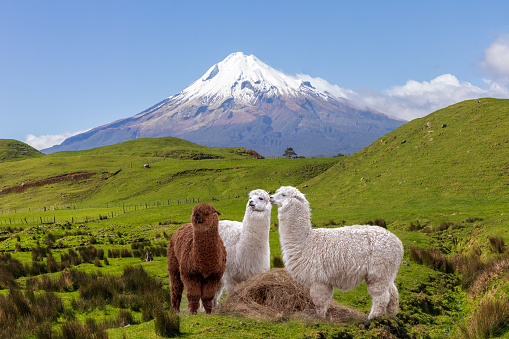 Three grazing alpaca animals by snow top of Mt Taranaki, New Zealand