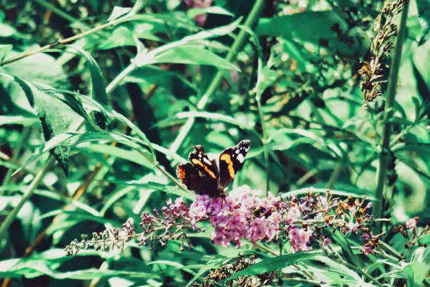 An orange striped butterfly perched on lilac natural flower shooted with intense greenery surrounding. 3x2 photography