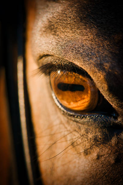 istock horse eye close-up, horse on a walk 1297913656