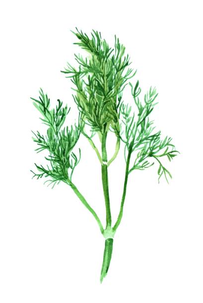 illustrazioni stock, clip art, cartoni animati e icone di tendenza di ramo di aneto acquerello isolato su illustrazione botanica bianca. - aneto