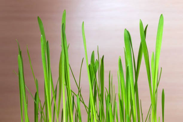 istock fresh green grass. Young grass sprouts for cats 1297916913