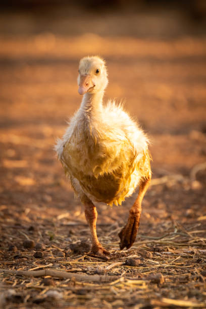 istock Gosling walking towards camera lifting left foot 1297918055