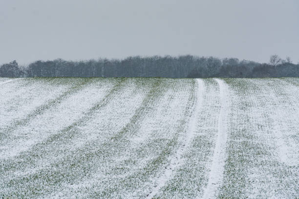 istock A snowy field on a cloudy morning. 1297918140