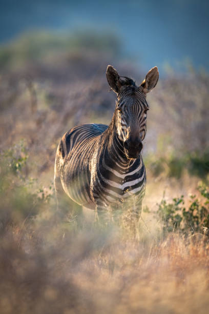 istock Hartmann mountain zebra stands among blurred bushes 1297918202