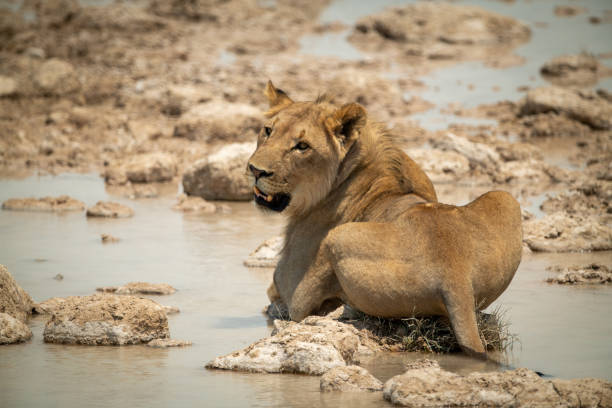 istock Lion lies on stepping stones looking back 1297918313