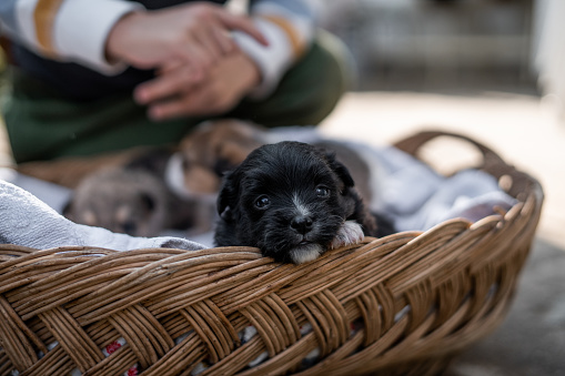 Three cute small puppies lying in wooden basket in back yard, one of them looking at camera