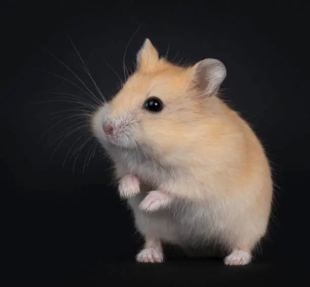 Cute red baby hamster standing on hind paws. Looking side ways beside camera. isolated on black background.
