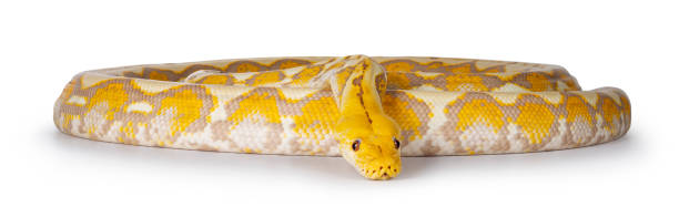 кратюлированная змея питона на белом фоне - snake white curled up animal стоковые фото и изображения