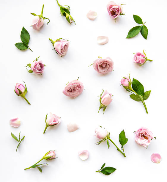 istock Beautiful pink roses on white background 1297922074