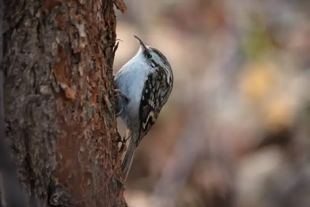 Smalll bird of Eurasian treecreeper sitting on tree trunk on nature background