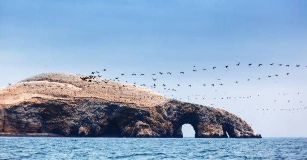 ocean, island and flock of birds on a sunny day ocean, island and flock of birds on a sunny day national wildlife reserve stock pictures, royalty-free photos & images