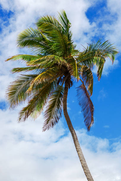 istock palm tree in a strong wind against the sky 1297925388