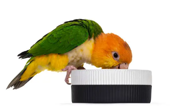 Young White bellied caique bird, sitting side ways on edge of food bowl. Head in bowl like eating. Isolated on white background.