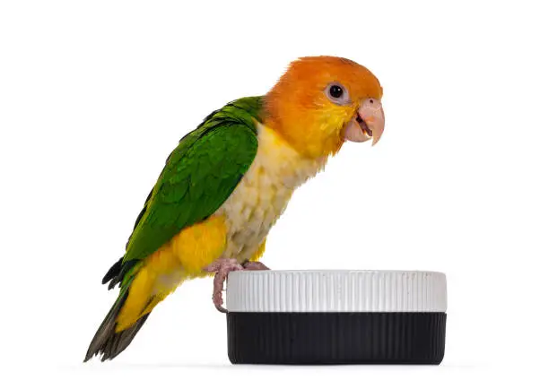 Young White bellied caique bird, sitting side ways on edge of food bowl. Isolated on white background.