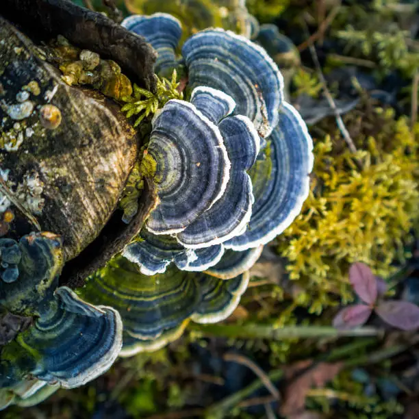 Photo of A beautiful turkey tail mushroom growing on an old tree stump. Trametes versicolor in spring.