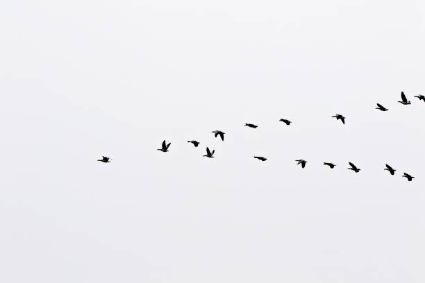 istock Flock of Seabirds 1297929249