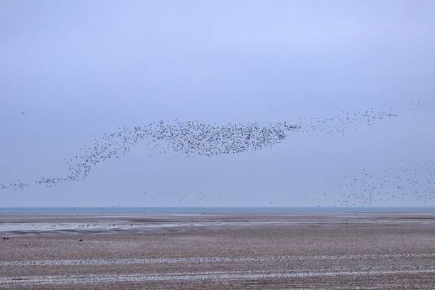 istock Flock of Seabirds 1297929253