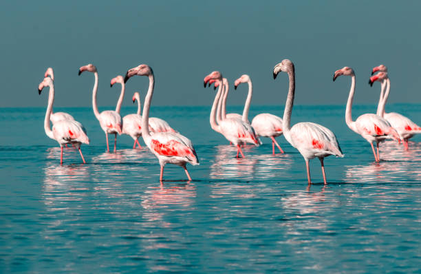 gruppe vögel von rosa afrikanischen flamingos, die an einem sonnigen tag durch die blaue lagune laufen - lake nakuru stock-fotos und bilder