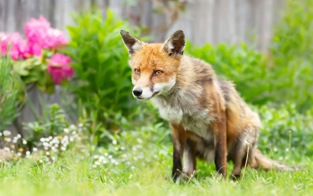 istock Red fox sitting in a meadow in summer 1297931474