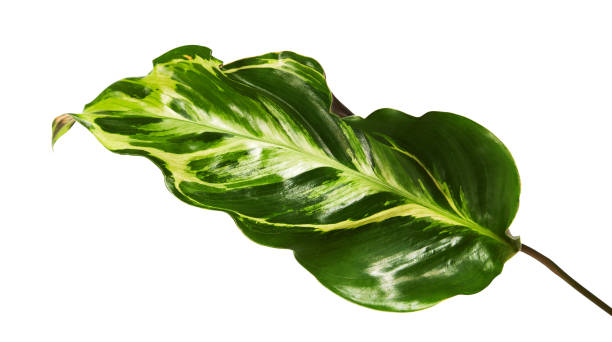istock Calathea foliage, Calathea leaf isolated on white background with clipping path 1297931489