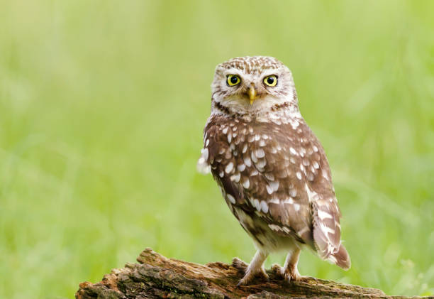 istock Little owl perched on a tree against green background 1297931514