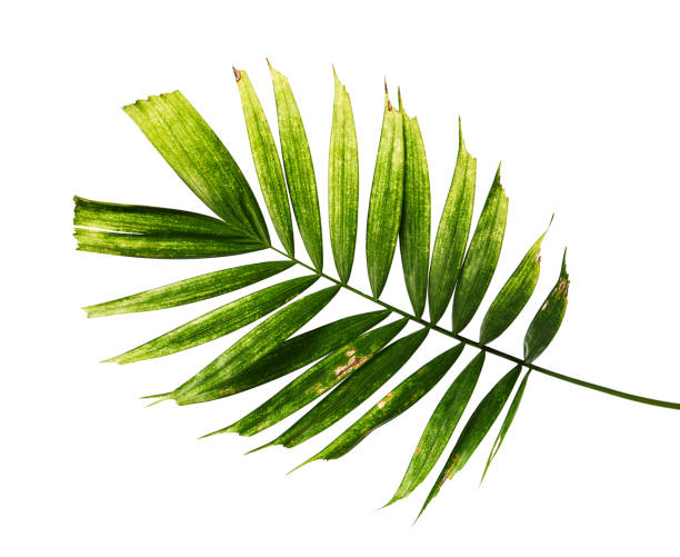 istock Macarthur palm leaves, Tropical foliage isolated on white background with clipping path 1297931531