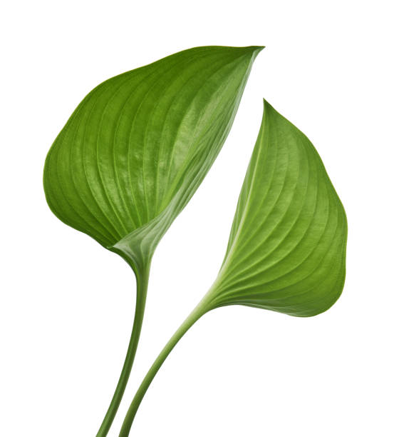 istock Cardwell lily leaf, Green circular leaves isolated on white background, with clipping path 1297931630