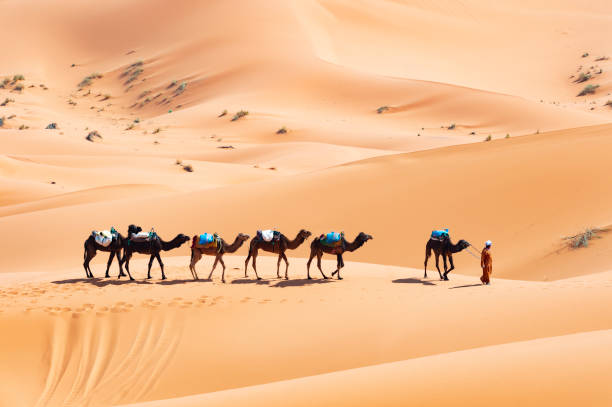 wspaniały widok na beduińskich wielbłądów jazda na wydmach w merzouga, maroko. - jordan camel wadi rum arabia zdjęcia i obrazy z banku zdjęć