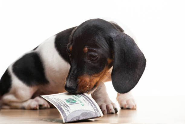 istock image of dog money white background 1297935838