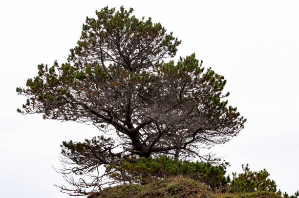 dynamic pine tree