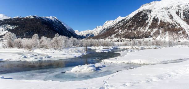 panorama of forest covered with frost in a winter coldness along river inn - inn river imagens e fotografias de stock