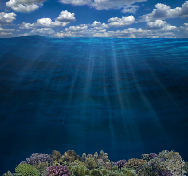 istock Underwater coral reef seabed and water surface with sky 1297936971