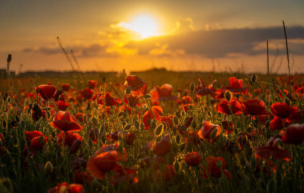 istock Fields landscape in summer sunset and sunrise 1297937080