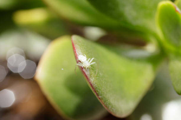 White crab spider on a succulent leaf. This Australian spider species ranges from south-east QLD to at least Sydney in NSW. Macro lens close-up with defocused background.