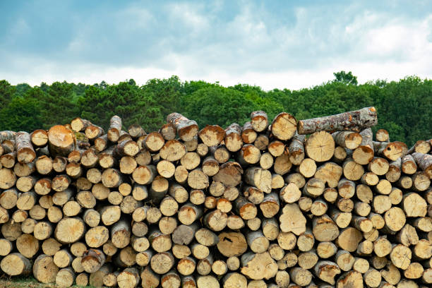 pilha de troncos de madeira no campo para a indústria florestal no fundo das árvores verdes. - material variation timber stacking - fotografias e filmes do acervo