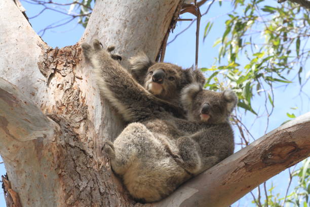 istock Young koala clinging to his mum in a tree 1297939824
