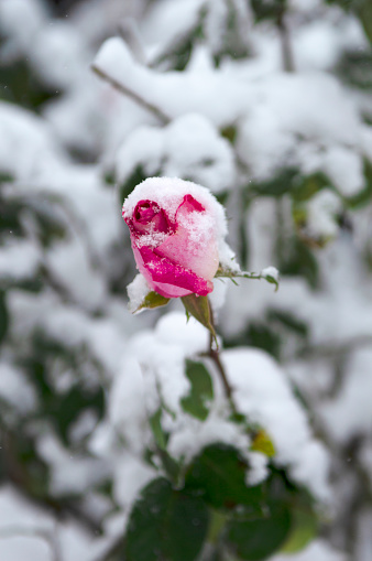 Frozen pink rose in early december, soft focus close up