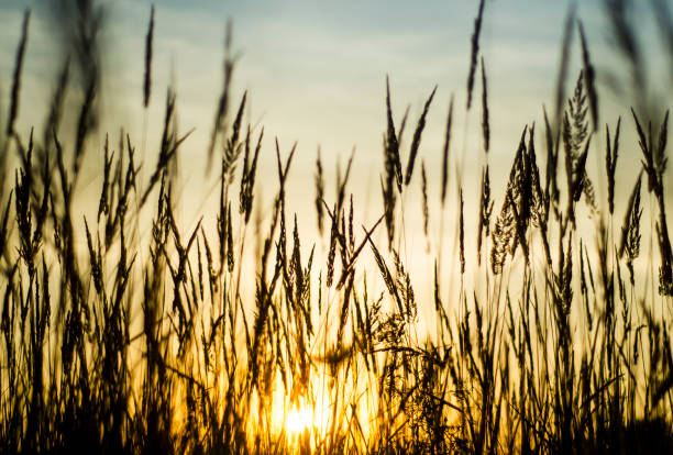 istock evening sunset in a field of dry grass 1297940128