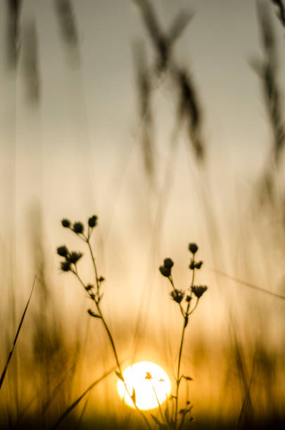 istock evening sunset in a field of dry grass 1297940466